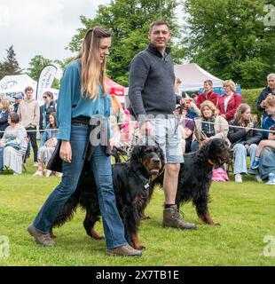 19 mai 2024. Gordon Castle Highland Games, Fochabers, Moray, Écosse. Ceci fait partie du rassemblement des Setters Gordon à leur château, Gordon Castl Banque D'Images