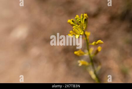 21 mai 2024 : des fleurs sauvages printanières commencent à émerger le long de la rive sud du Black Canyon du parc national de Gunnison. Gunnison River Basin, Montrose, Colorado. Banque D'Images