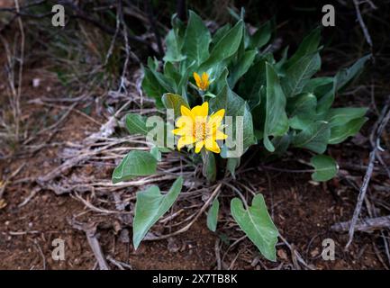 21 mai 2024 : des fleurs sauvages printanières commencent à émerger le long de la rive sud du Black Canyon du parc national de Gunnison. Gunnison River Basin, Montrose, Colorado. Banque D'Images