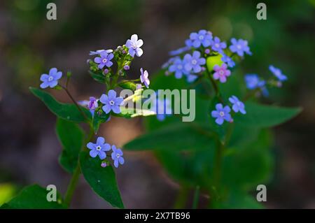 Oublie-moi pas (myosotis) grandissant au printemps. Gros plan. Banque D'Images