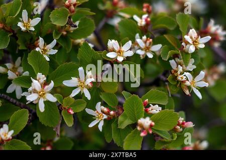 21 mai 2024 : des fleurs sauvages printanières commencent à émerger le long de la rive sud du Black Canyon du parc national de Gunnison. Gunnison River Basin, Montrose, Colorado. (Crédit image : © Larry Clouse/CSM/Cal Sport Media) Banque D'Images