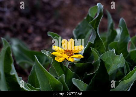 21 mai 2024 : des fleurs sauvages printanières commencent à émerger le long de la rive sud du Black Canyon du parc national de Gunnison. Gunnison River Basin, Montrose, Colorado. (Crédit image : © Larry Clouse/CSM/Cal Sport Media) Banque D'Images