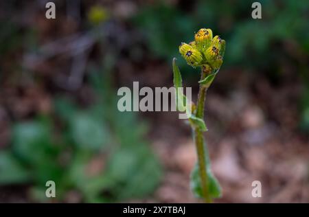 21 mai 2024 : des fleurs sauvages printanières commencent à émerger le long de la rive sud du Black Canyon du parc national de Gunnison. Gunnison River Basin, Montrose, Colorado. (Crédit image : © Larry Clouse/CSM/Cal Sport Media) Banque D'Images