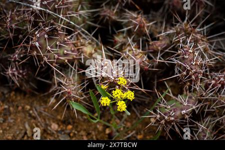 21 mai 2024 : des fleurs sauvages printanières commencent à émerger le long de la rive sud du Black Canyon du parc national de Gunnison. Gunnison River Basin, Montrose, Colorado. Banque D'Images