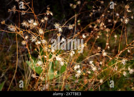 21 mai 2024 : des fleurs sauvages printanières commencent à émerger le long de la rive sud du Black Canyon du parc national de Gunnison. Gunnison River Basin, Montrose, Colorado. (Crédit image : © Larry Clouse/CSM/Cal Sport Media) Banque D'Images