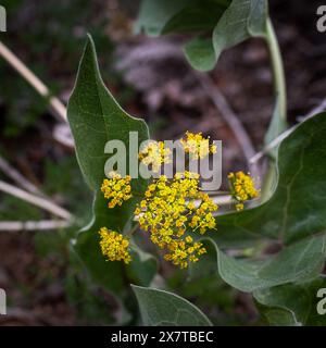 21 mai 2024 : des fleurs sauvages printanières commencent à émerger le long de la rive sud du Black Canyon du parc national de Gunnison. Gunnison River Basin, Montrose, Colorado. Banque D'Images