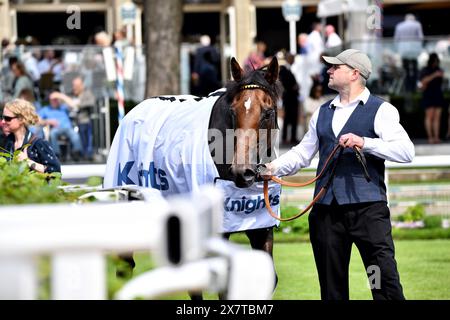 Horse BOTANICAL gagnant des Knights Solicitors Stakes Banque D'Images