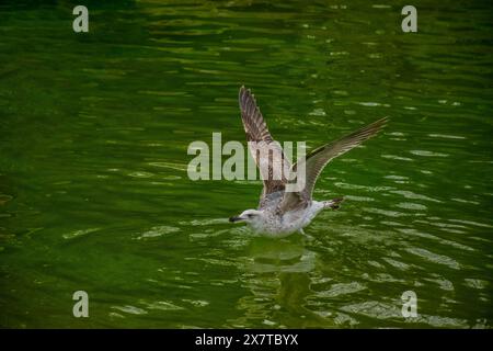 La vue rapprochée d'une mouette décollant de l'eau verte. Banque D'Images