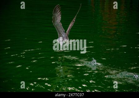 La vue rapprochée d'une mouette décollant de l'eau verte. Banque D'Images