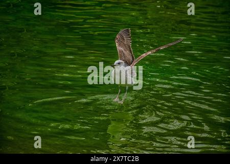 La vue rapprochée d'une mouette décollant de l'eau verte. Banque D'Images