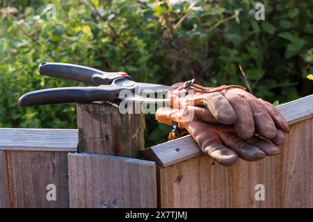 Une paire de sécateurs et de gants de jardinage posés dans un jardin. Banque D'Images