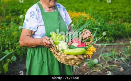 Une vieille femme récolte des légumes dans le jardin. Mise au point sélective. Banque D'Images