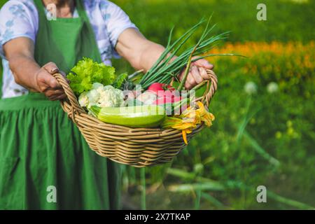 Une vieille femme récolte des légumes dans le jardin. Mise au point sélective. Banque D'Images