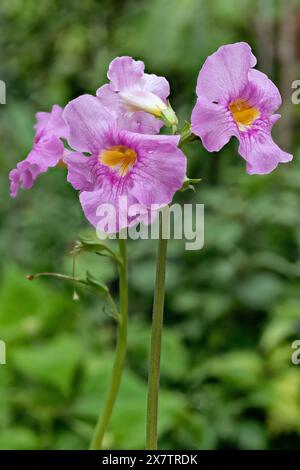 Gloxinia Hardy (Incarvillea delavayi), Bignoniaceae. Herbe vivace, plante ornementale, fleur violette. Banque D'Images