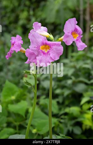 Gloxinia Hardy (Incarvillea delavayi), Bignoniaceae. Herbe vivace, plante ornementale, fleur violette. Banque D'Images