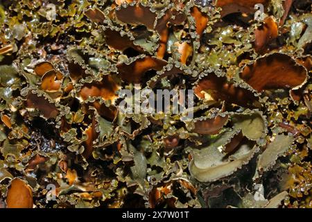 Le lichen nephroma laevigatum est présent dans les forêts océaniques anciennes et est classé comme une espèce indicatrice de « forêt ancienne ». Il a une distribution mondiale. Banque D'Images