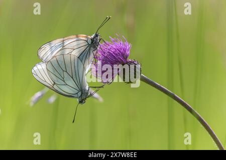 Papillons blancs à veines noires (Aporia crataegi) s'accouplant dans une prairie naturelle au printemps. Bas Rhin, Alsace, France, Europe Banque D'Images