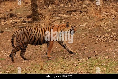 La faune étonnante du parc national de Ranthambore Banque D'Images