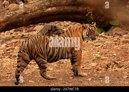 La faune étonnante du parc national de Ranthambore Banque D'Images