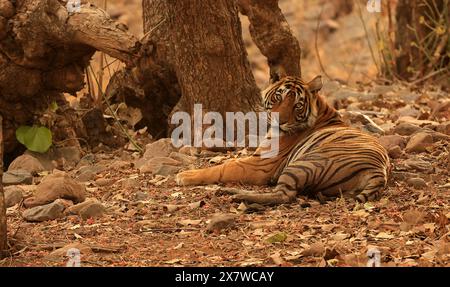 La faune étonnante du parc national de Ranthambore Banque D'Images