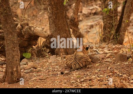 La faune étonnante du parc national de Ranthambore Banque D'Images