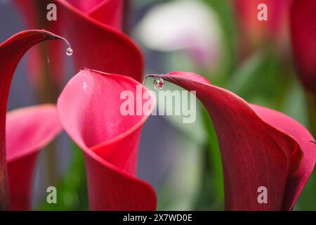 Londres, Royaume-Uni. 21 mai 2024. Au stand des fleurs plus lumineuses, les gouttes de pluie reposent joliment sur un Zantedeschia 'Charm Rouge'. Les fleurs plus brillantes ont remporté une médaille d'or pour leur Zantedeschia (Calla) cultivée en conteneurs. Après la journée de presse d'hier avec un beau soleil chaud tout au long, aujourd'hui a vu beaucoup de pluie dans l'après-midi au Chelsea Flower Show, mais les visiteurs semblent avoir tiré le meilleur parti de tout cela de toute façon. Crédit : Imageplotter/Alamy Live News Banque D'Images