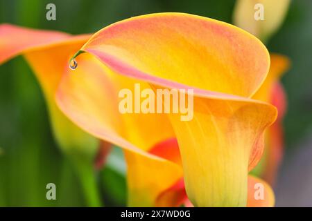 Zantedeschia 'Captain Brunello', Calla Lily, gros plan de fleur vibrante en fleur Banque D'Images