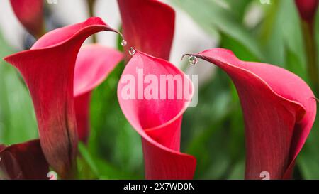 Londres, Royaume-Uni. 21 mai 2024. Au stand des fleurs plus lumineuses, les gouttes de pluie reposent joliment sur un Zantedeschia 'Charm Rouge'. Les fleurs plus brillantes ont remporté une médaille d'or pour leur Zantedeschia (Calla) cultivée en conteneurs. Après la journée de presse d'hier avec un beau soleil chaud tout au long, aujourd'hui a vu beaucoup de pluie dans l'après-midi au Chelsea Flower Show, mais les visiteurs semblent avoir tiré le meilleur parti de tout cela de toute façon. Crédit : Imageplotter/Alamy Live News Banque D'Images