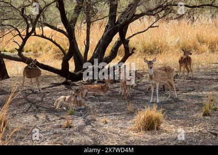 La faune étonnante du parc national de Ranthambore Banque D'Images