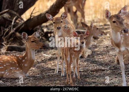 La faune étonnante du parc national de Ranthambore Banque D'Images