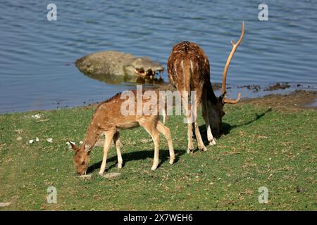 La faune étonnante du parc national de Ranthambore Banque D'Images