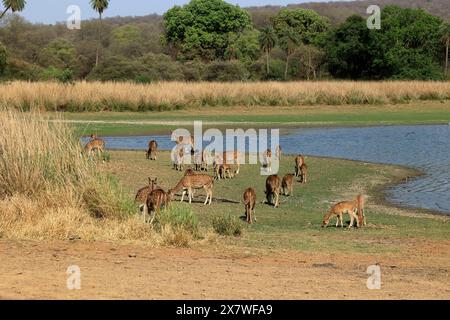 La faune étonnante du parc national de Ranthambore Banque D'Images