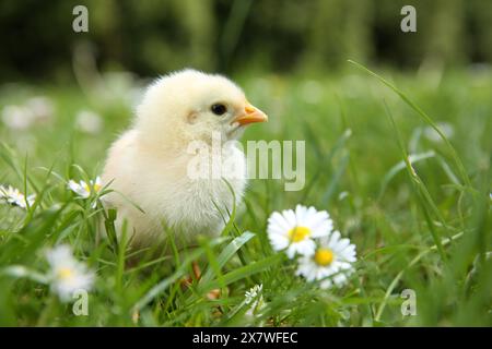 Mignon poussin avec des fleurs de camomille sur l'herbe verte à l'extérieur, gros plan. Espace pour le texte Banque D'Images