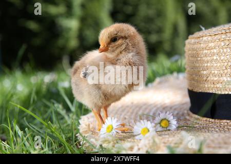 Mignon poussin avec des fleurs de camomille et chapeau de paille sur l'herbe verte à l'extérieur. Bébé animal Banque D'Images
