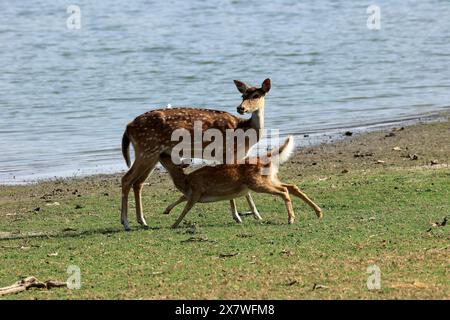 La faune étonnante du parc national de Ranthambore Banque D'Images