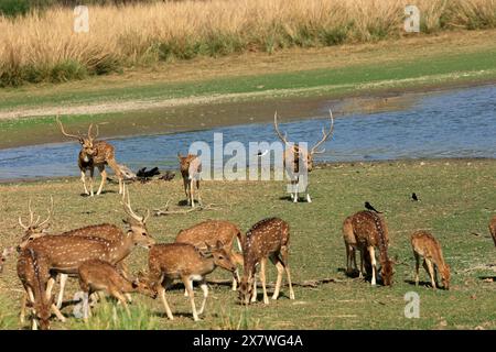La faune étonnante du parc national de Ranthambore Banque D'Images