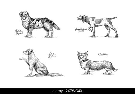 Berger australien, pointer à poil court allemand, labrador retriever, corgi gallois. Chiens dans ce dessin. Différentes races d'animaux domestiques. Gravé Illustration de Vecteur