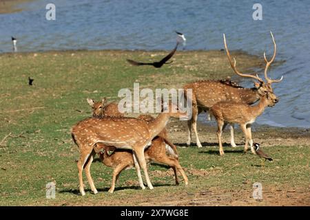 La faune étonnante du parc national de Ranthambore Banque D'Images