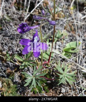 Fleur sauvage pourpre de Low Larkspur (Delphinium bicolor) dans les montagnes Beartooth, Montana Banque D'Images