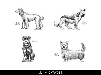 Caniche, berger allemand, rottweiler, yorkshire terrier. Chiens dans ce dessin. Différentes races d'animaux domestiques. Personnages chiots. Main gravée Illustration de Vecteur