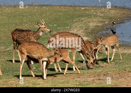 La faune étonnante du parc national de Ranthambore Banque D'Images