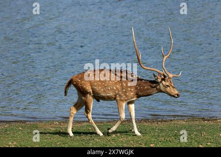 La faune étonnante du parc national de Ranthambore Banque D'Images