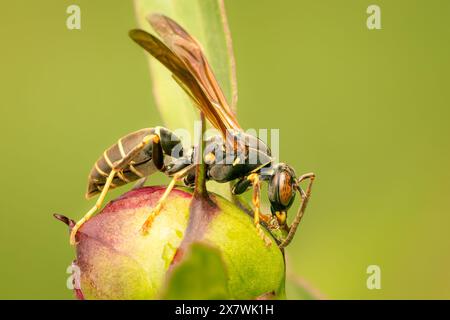 Polistes fuscatus guêpe alimentation de nectar sur un peoni avec fond flou et espace de copie Banque D'Images