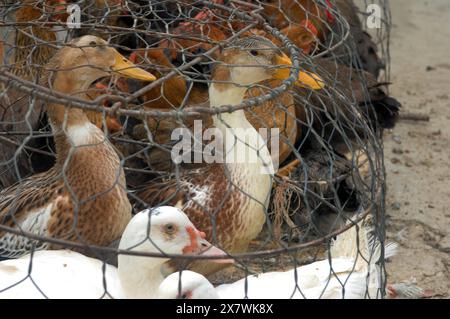 Canards à vendre dans une cage sur un marché local, Cat Cat Cat village, Sapa, Lao Cai, Vietnam. Banque D'Images