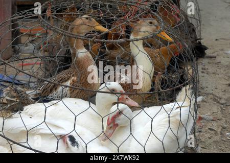 Canards à vendre dans une cage sur un marché local, Cat Cat Cat village, Sapa, Lao Cai, Vietnam. Banque D'Images