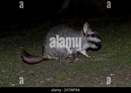 Vizcacha , Lagostomus maximus, Parc national d'El Palmar , Province d'entre Rios, Argentine Banque D'Images