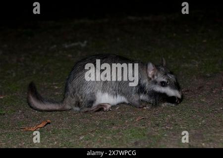 Vizcacha , Lagostomus maximus, Parc national d'El Palmar , Province d'entre Rios, Argentine Banque D'Images