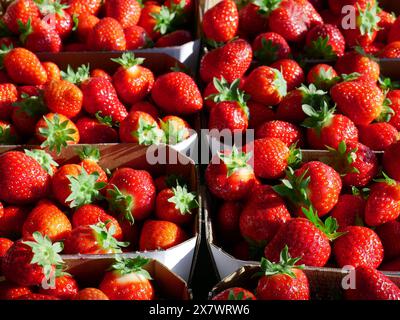 Fraises biologiques fraîches de Pologne, fruits juteux et tiges en gros plan. Banque D'Images