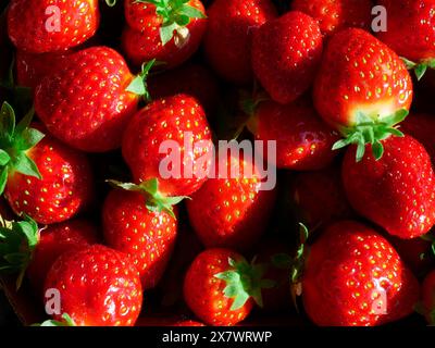 Fraises biologiques fraîches de Pologne, fruits juteux et tiges en gros plan. Banque D'Images