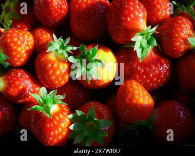 Fraises biologiques fraîches de Pologne, fruits juteux et tiges en gros plan. Banque D'Images